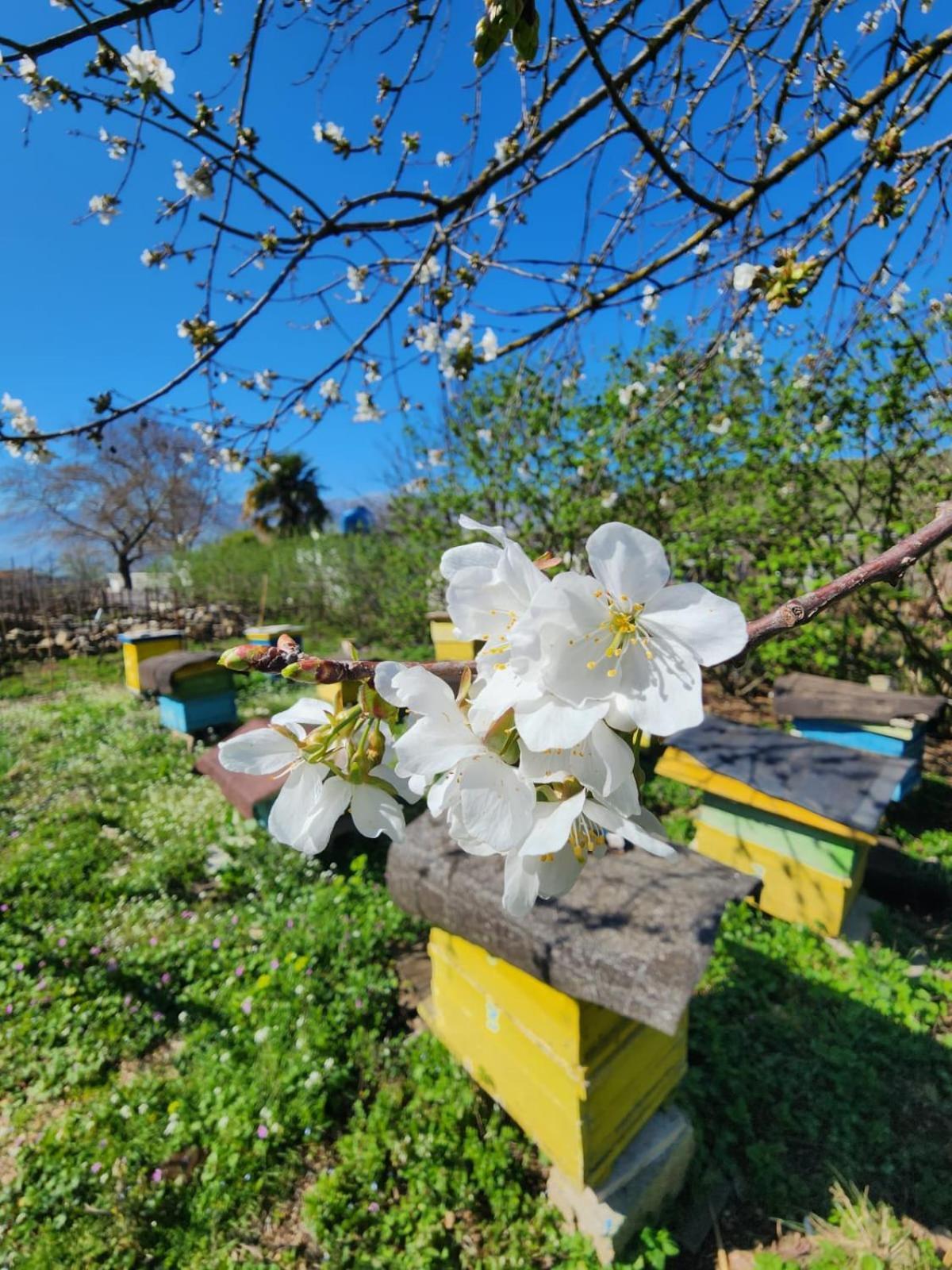 Villa Shuaipaj Gjirokastër Екстериор снимка